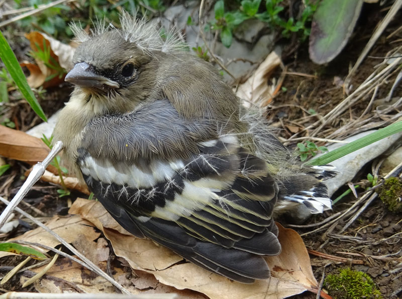 piccolo di fringuello (Fringilla coelebs)